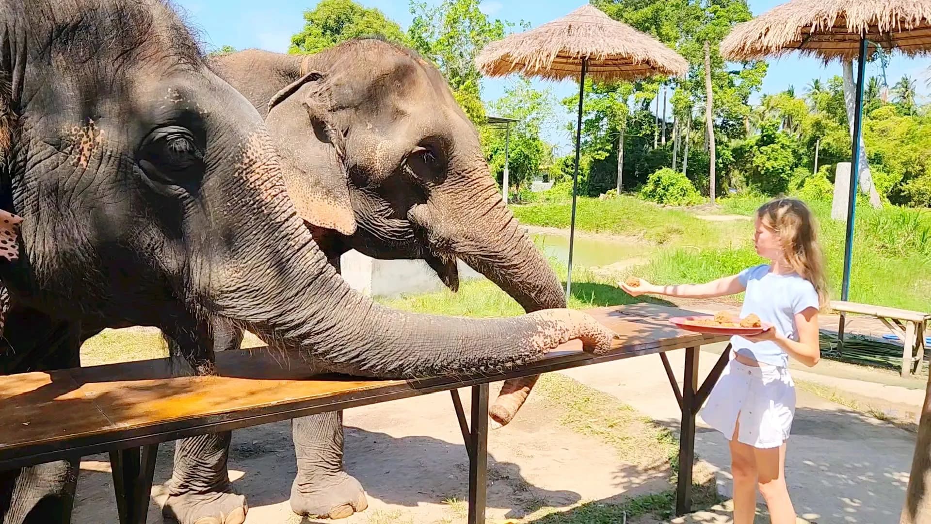 Feeding elephants with vitamin herb balls
